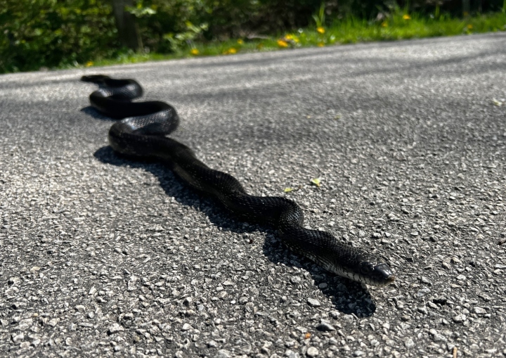 Black Rat Snake